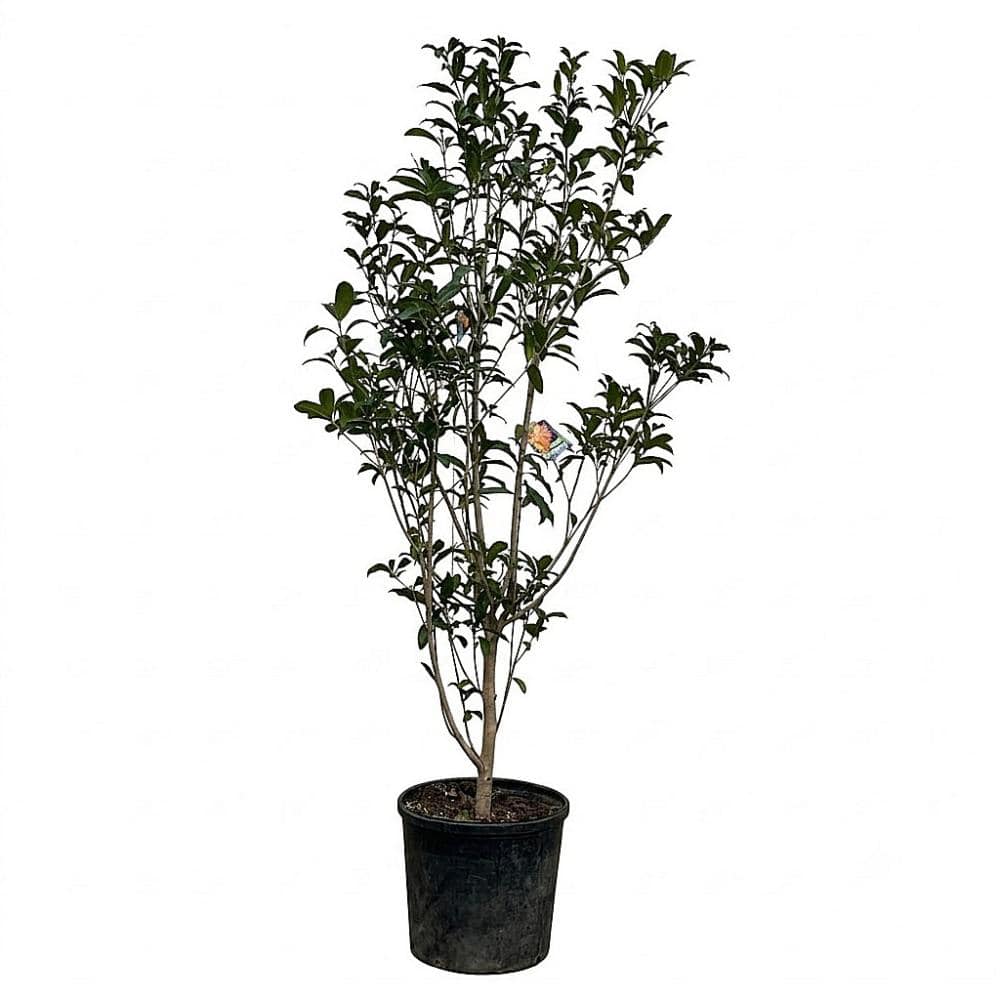 【植込専用】　キンモクセイ  高さ２．０ｍ