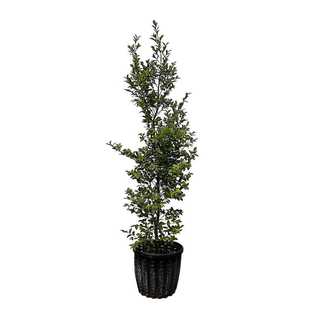 【植込専用】　サザンカ  高さ２．０ｍ