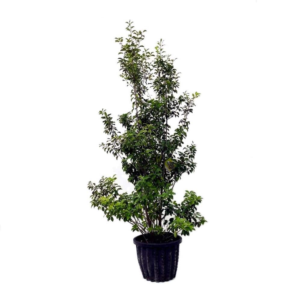 【植込専用】　ソヨゴ　株立ち　高さ２．５ｍ