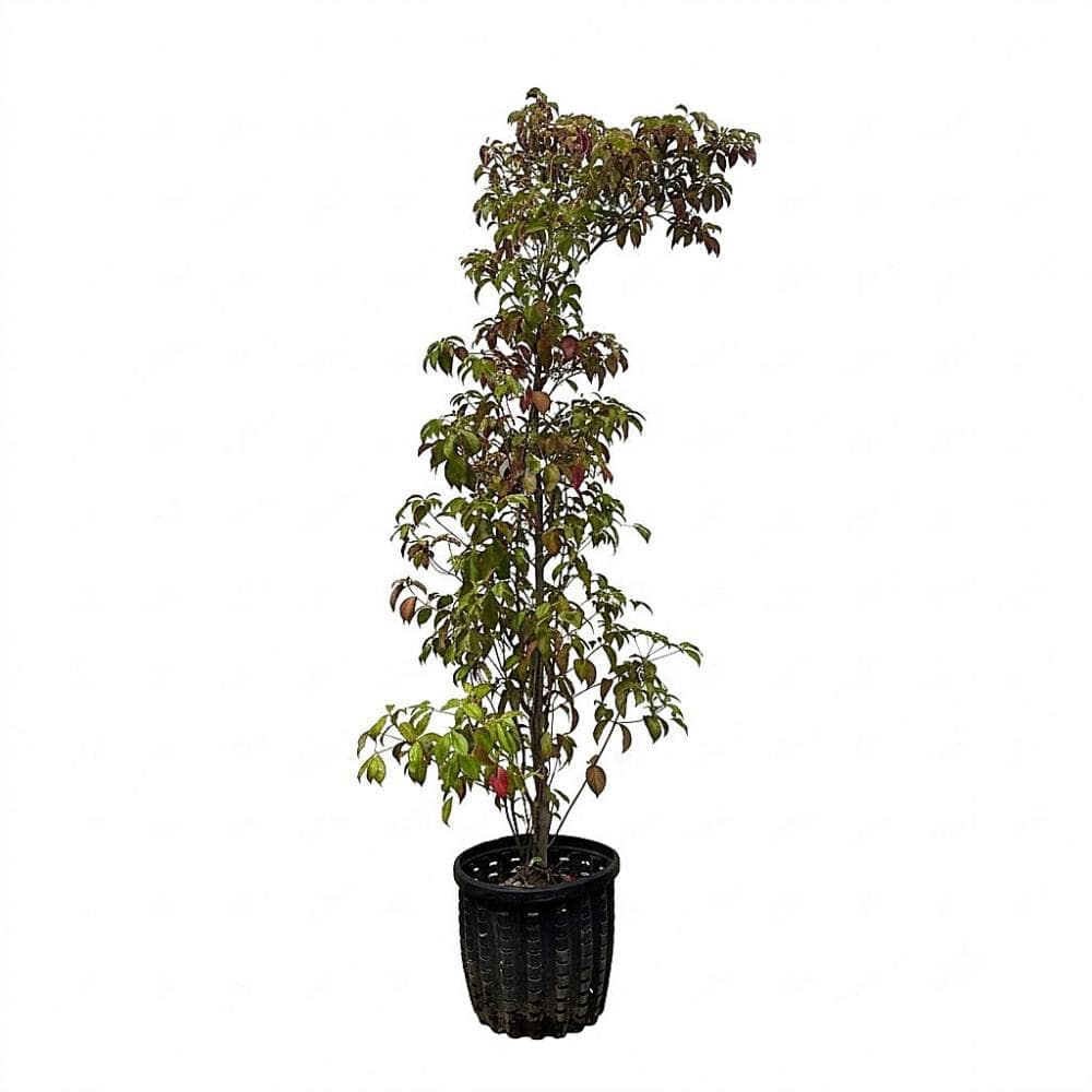 【植込専用】　常緑ヤマボウシ　株立ち　高さ２．５ｍ