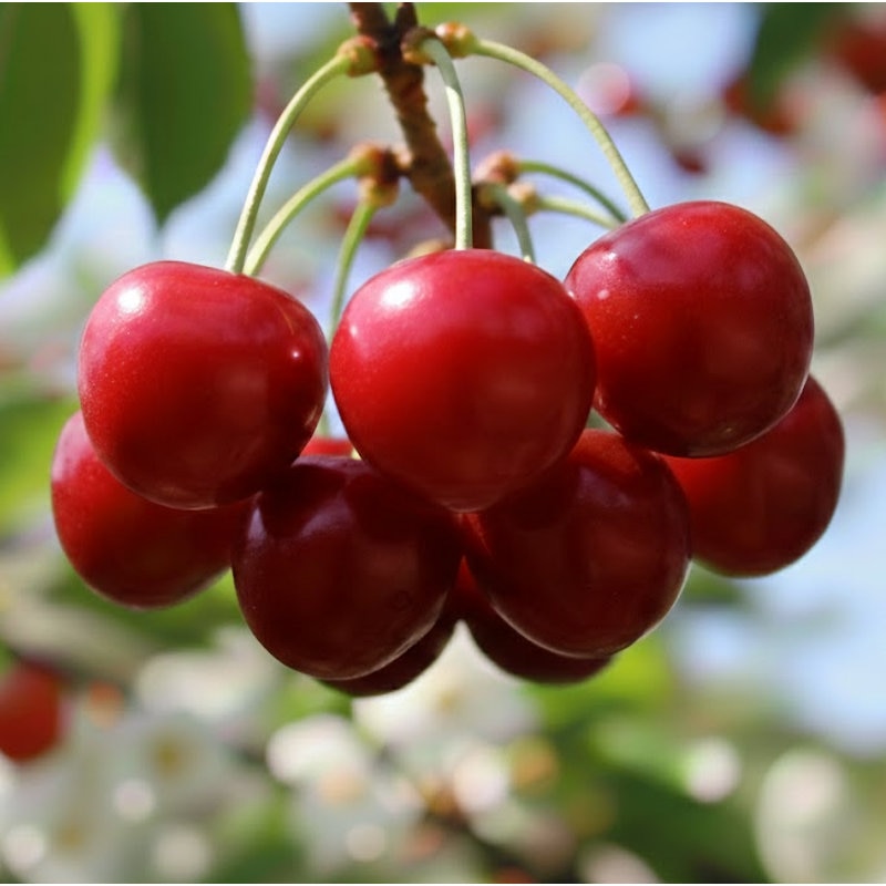 山形県産 紅秀峰 2L・L 約1kg 並び詰め【注文期限：2027年5月31