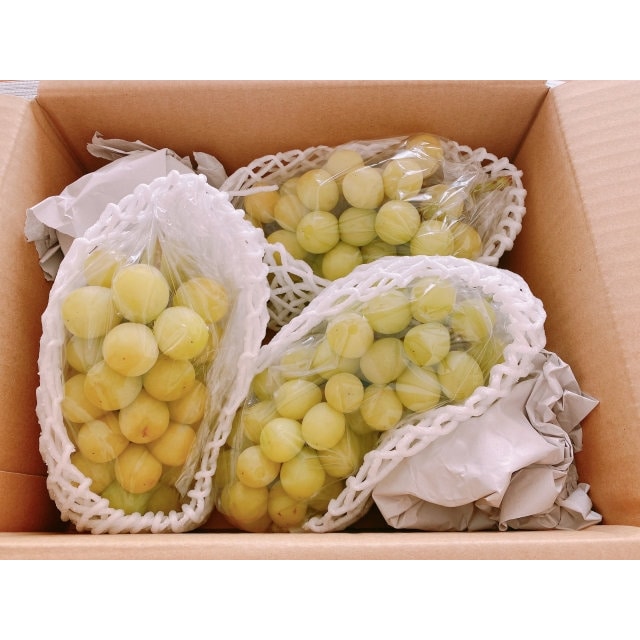 山形県産 家庭用シャインマスカット 約1．5kg【注文期限：2026年10