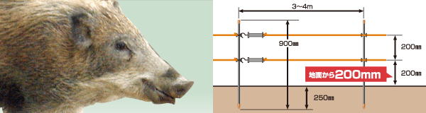 イノシシ（2段）