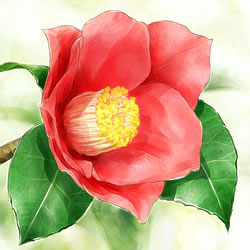 今月のテーマ ツバキ ホームセンター通販コメリドットコム