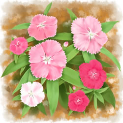 今月のテーマ ナデシコ ホームセンター通販コメリドットコム