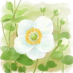 シュウメイギク