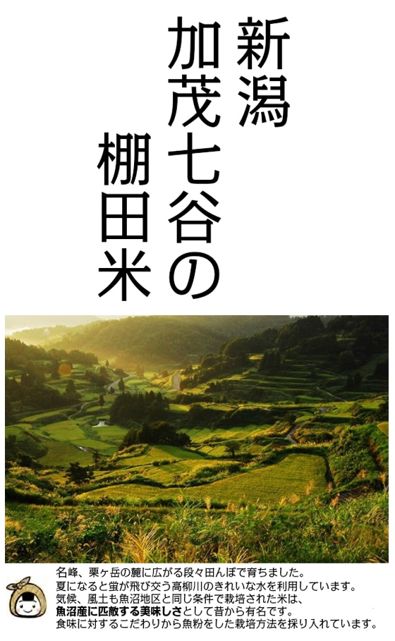 新潟加茂七谷の棚田米