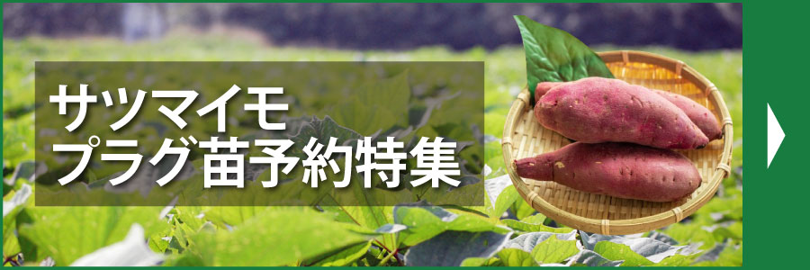 サツマイモプラグ苗予約特集