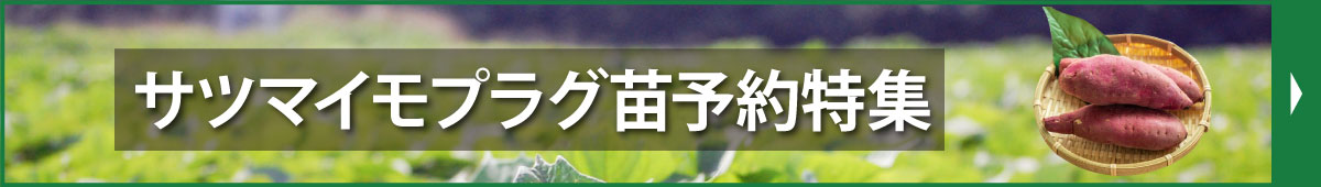 サツマイモプラグ苗予約特集