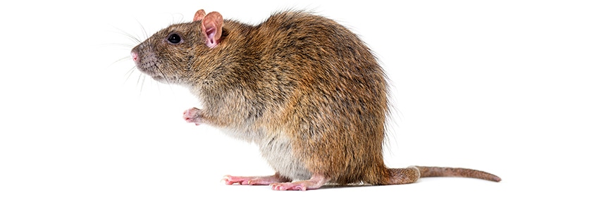 ネズミ退治の方法と必要な道具をご紹介 ネズミ対策 害獣対策 鳥害対策特集 ホームセンター通販コメリドットコム