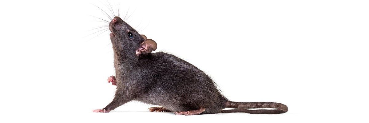 ネズミ退治の方法と必要な道具をご紹介 ネズミ対策 害獣対策 鳥害対策特集 ホームセンター通販コメリドットコム