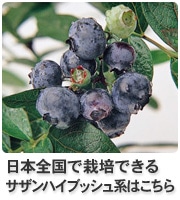 サザンハイブッシュ系