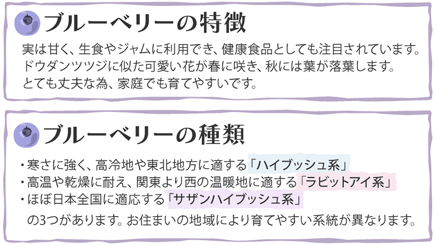 ブルーベリー ハイブッシュ ラビットアイ 健康食品 ホームセンター通販コメリドットコム