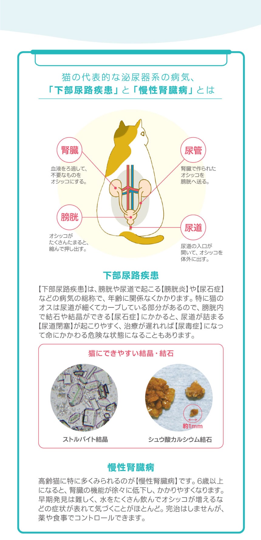 猫ちゃんの健康を守ろう おしっこチェック特集 ホームセンター通販コメリドットコム