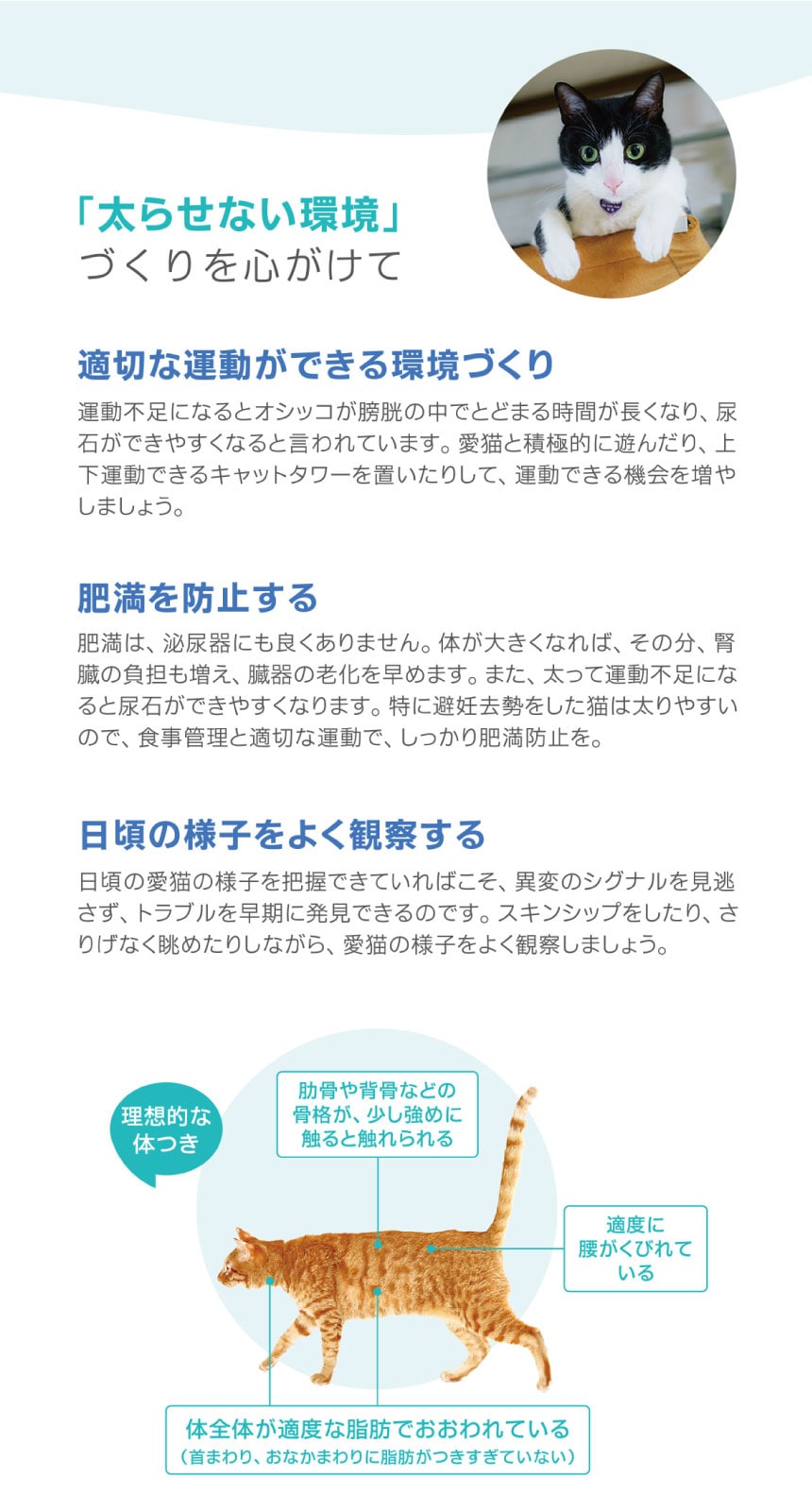 猫ちゃんの健康を守ろう！おしっこチェック特集 -ホームセンター通販 - 猫 肥
満 チェック