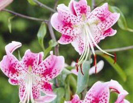 秋植え植物予約特集 ホームセンター通販コメリドットコム