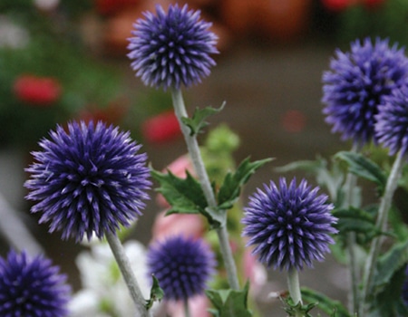 秋植え植物予約特集 ホームセンター通販コメリドットコム