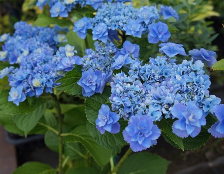 秋植え植物予約特集 ホームセンター通販コメリドットコム