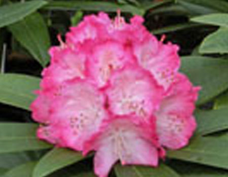 秋植え植物予約特集 ホームセンター通販コメリドットコム