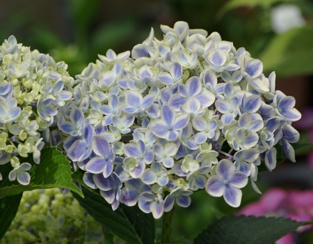 秋植え植物予約特集 ホームセンター通販コメリドットコム