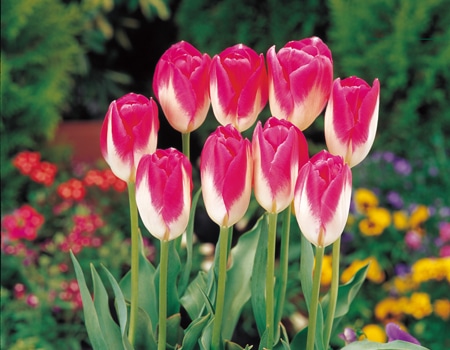 秋植え植物予約特集 ホームセンター通販コメリドットコム