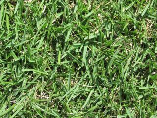 芝生特集 芝張り用品 芝生 肥料 除草用品 ホームセンター通販コメリドットコム