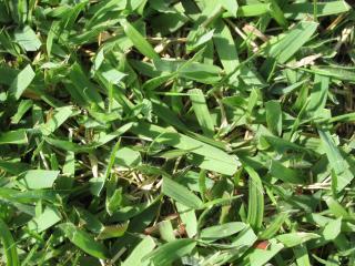 芝生特集 芝張り用品 芝生 肥料 除草用品 ホームセンター通販コメリドットコム