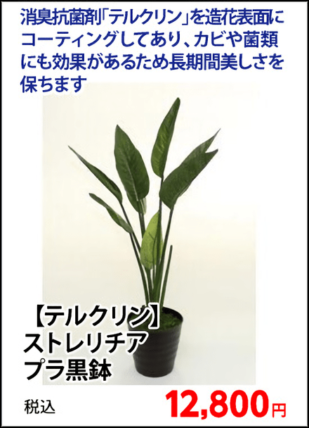 【テルクリン】ドラセナ　プラ白鉢