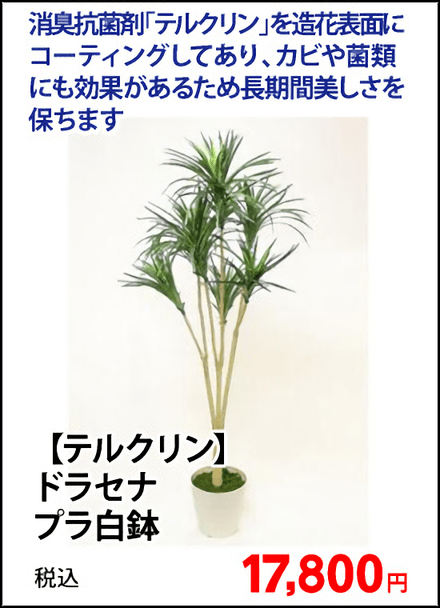 【テルクリン】ドラセナブッシュ（１２１ｃｔ）　プラ黒鉢