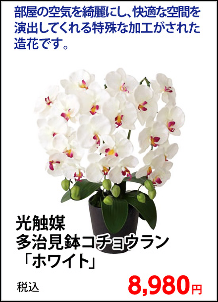 光触媒　多治見鉢コチョウラン「ホワイト」