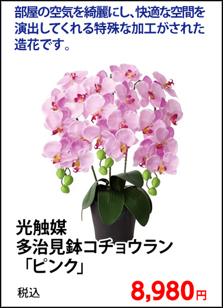 光触媒　多治見鉢コチョウラン「ピンク」