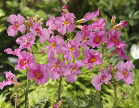 毎年花が咲く球根 春 インカルビレア ピンク