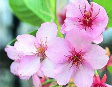 春の植物予約特集 ホームセンター通販コメリドットコム