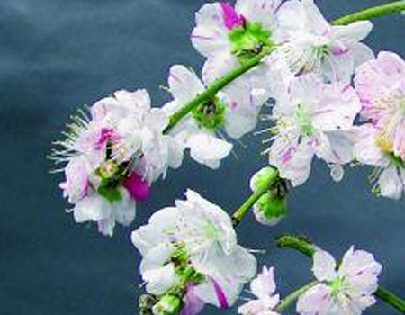 春の植物予約特集 ホームセンター通販コメリドットコム