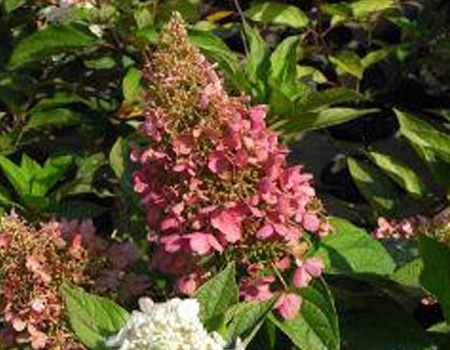 春の植物予約特集 ホームセンター通販コメリドットコム