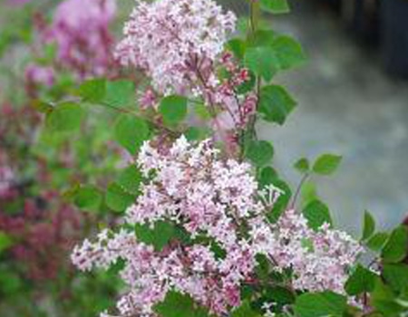 春の植物予約特集 ホームセンター通販コメリドットコム