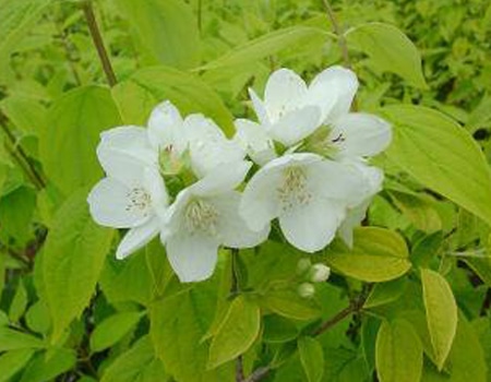 春の植物予約特集 ホームセンター通販コメリドットコム