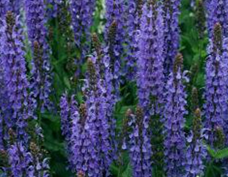 春の植物予約特集 ホームセンター通販コメリドットコム