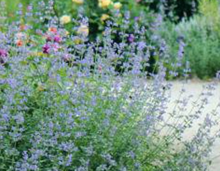 春の植物予約特集 ホームセンター通販コメリドットコム