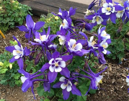 春の植物予約特集 ホームセンター通販コメリドットコム