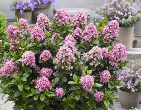 春の植物予約特集 ホームセンター通販コメリドットコム