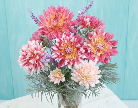 春の植物予約特集 ホームセンター通販コメリドットコム