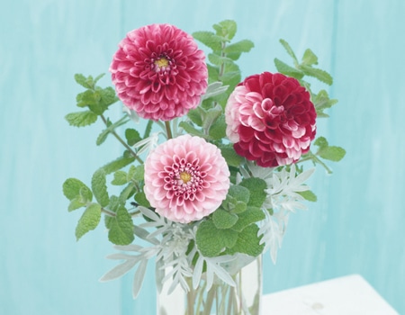 春の植物予約特集 ホームセンター通販コメリドットコム