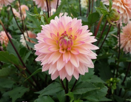 春の植物予約特集 ホームセンター通販コメリドットコム