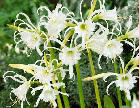 春の植物予約特集 ホームセンター通販コメリドットコム