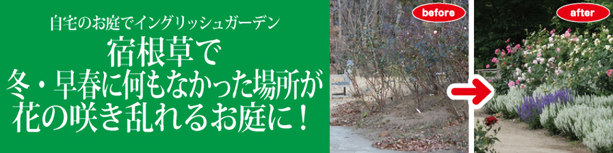 春の植物予約特集 ホームセンター通販コメリドットコム