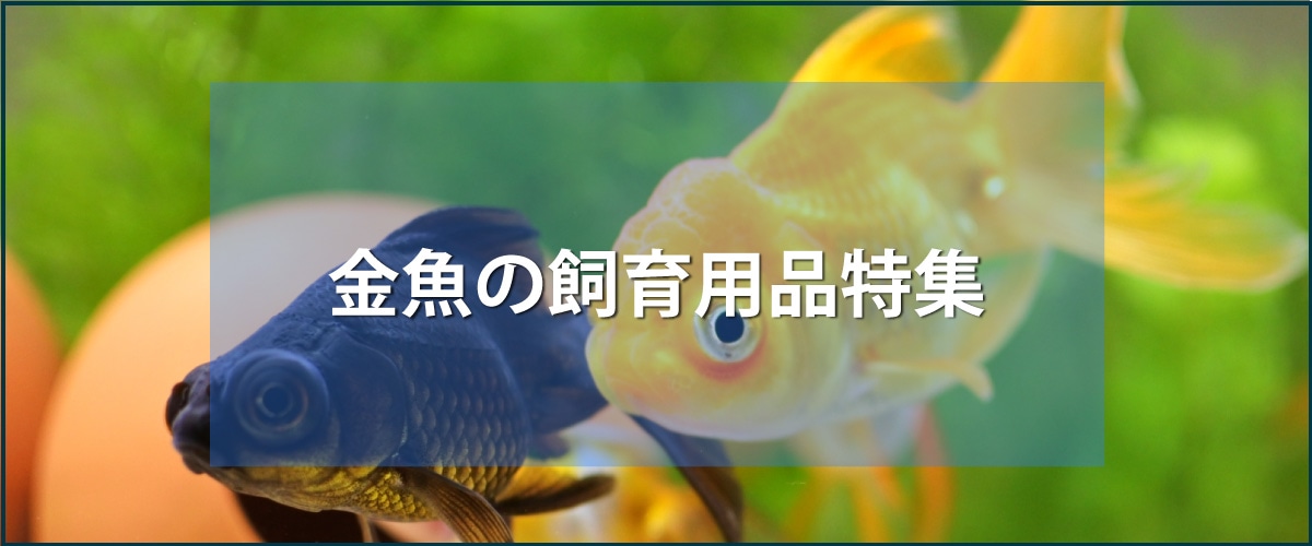 金魚の飼育用品特集