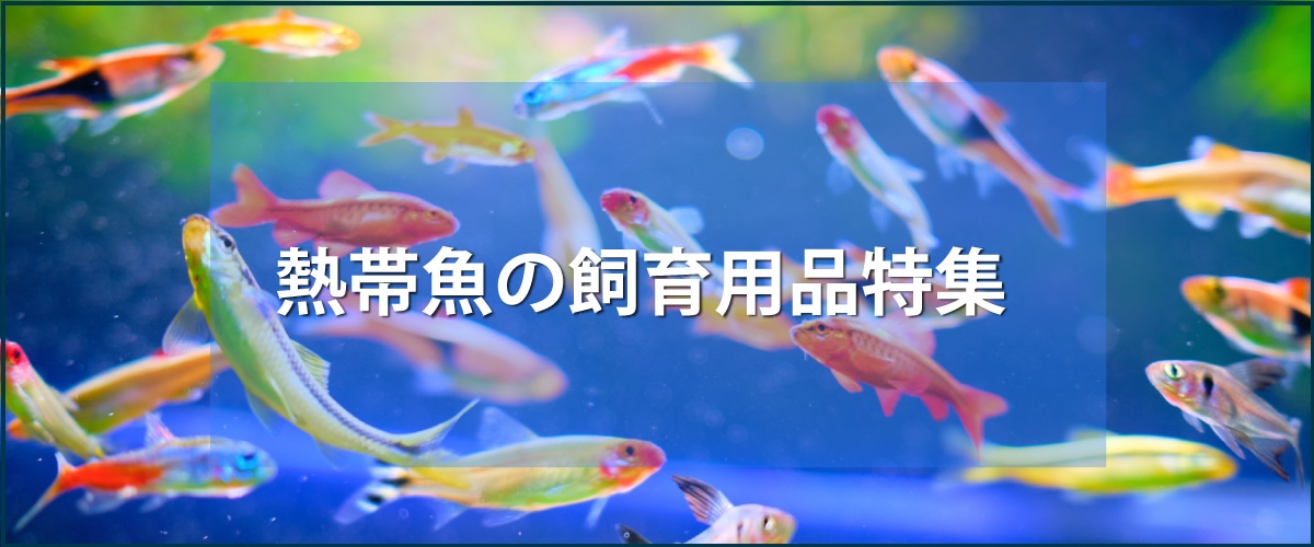 熱帯魚の飼育用品特集