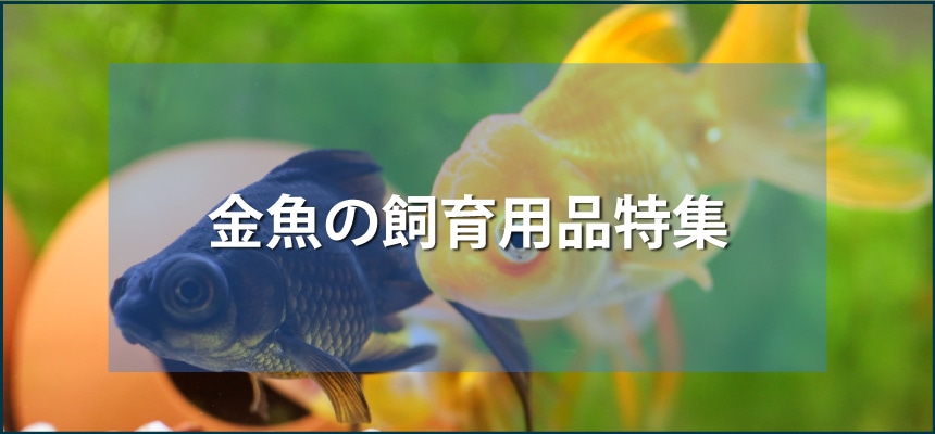 金魚の飼育用品特集
