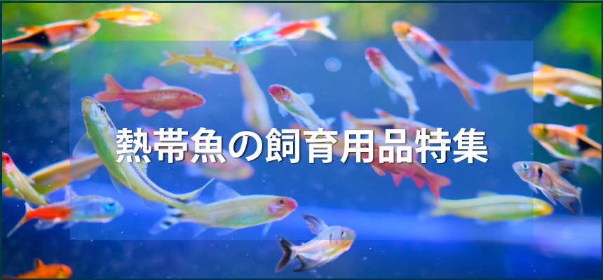 熱帯魚の飼育用品特集